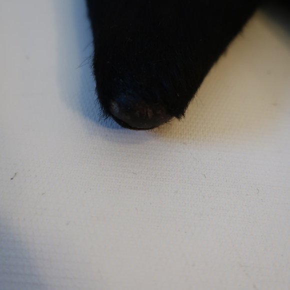 Womens D&G Dolce & Gabbana Black Pointy Leather Slingbacks 38.5 US/8.5 * - Picture 6 of 16